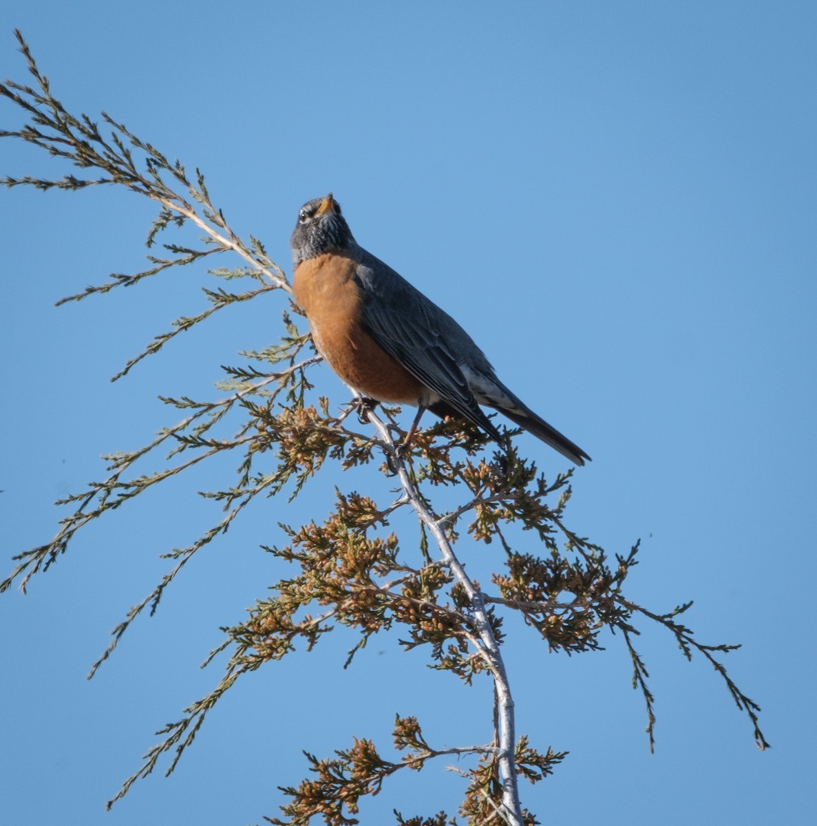 American Robin - ML617760530