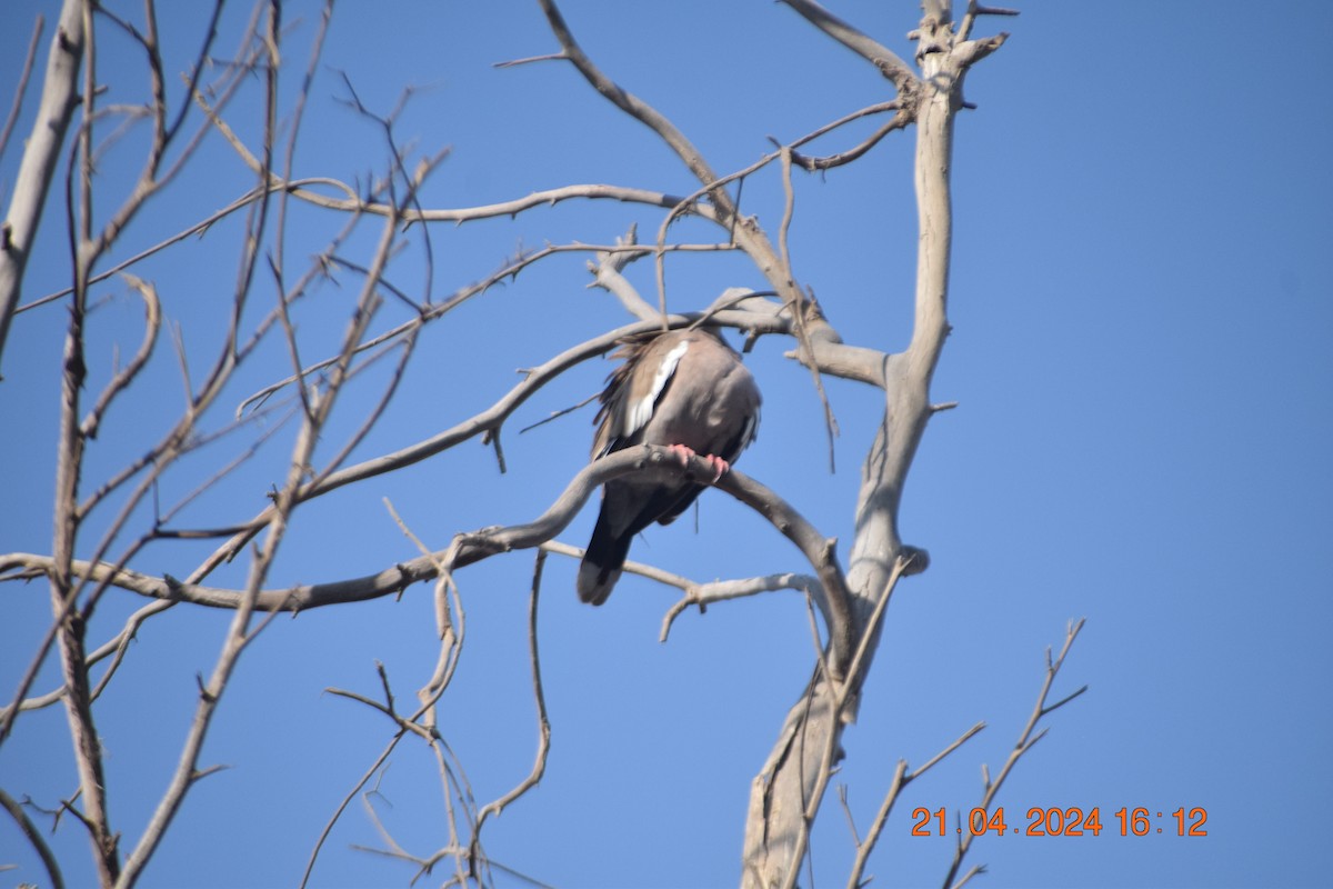 West Peruvian Dove - Reynaldo Valdivia Reyes