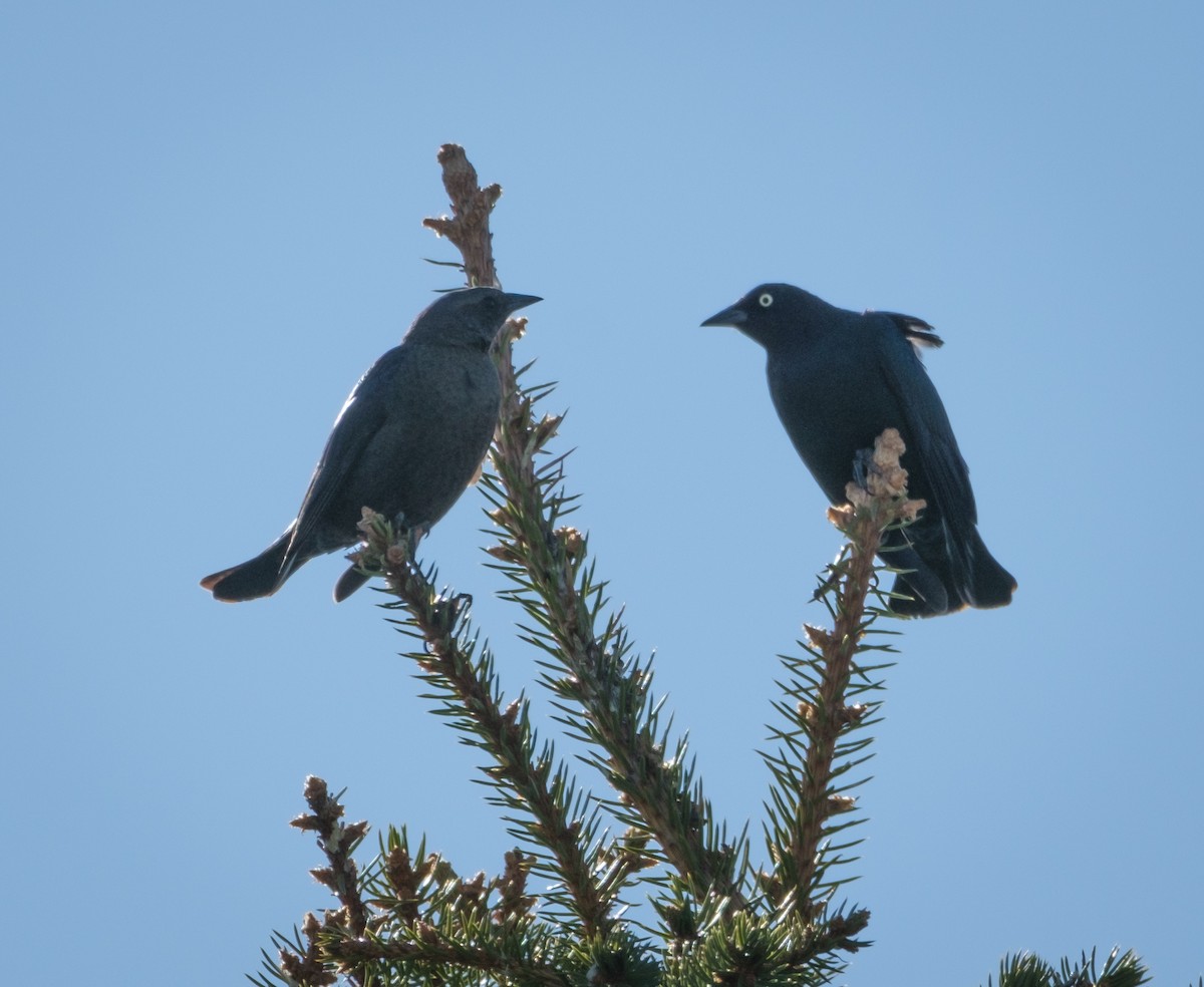 Brewer's Blackbird - ML617760628