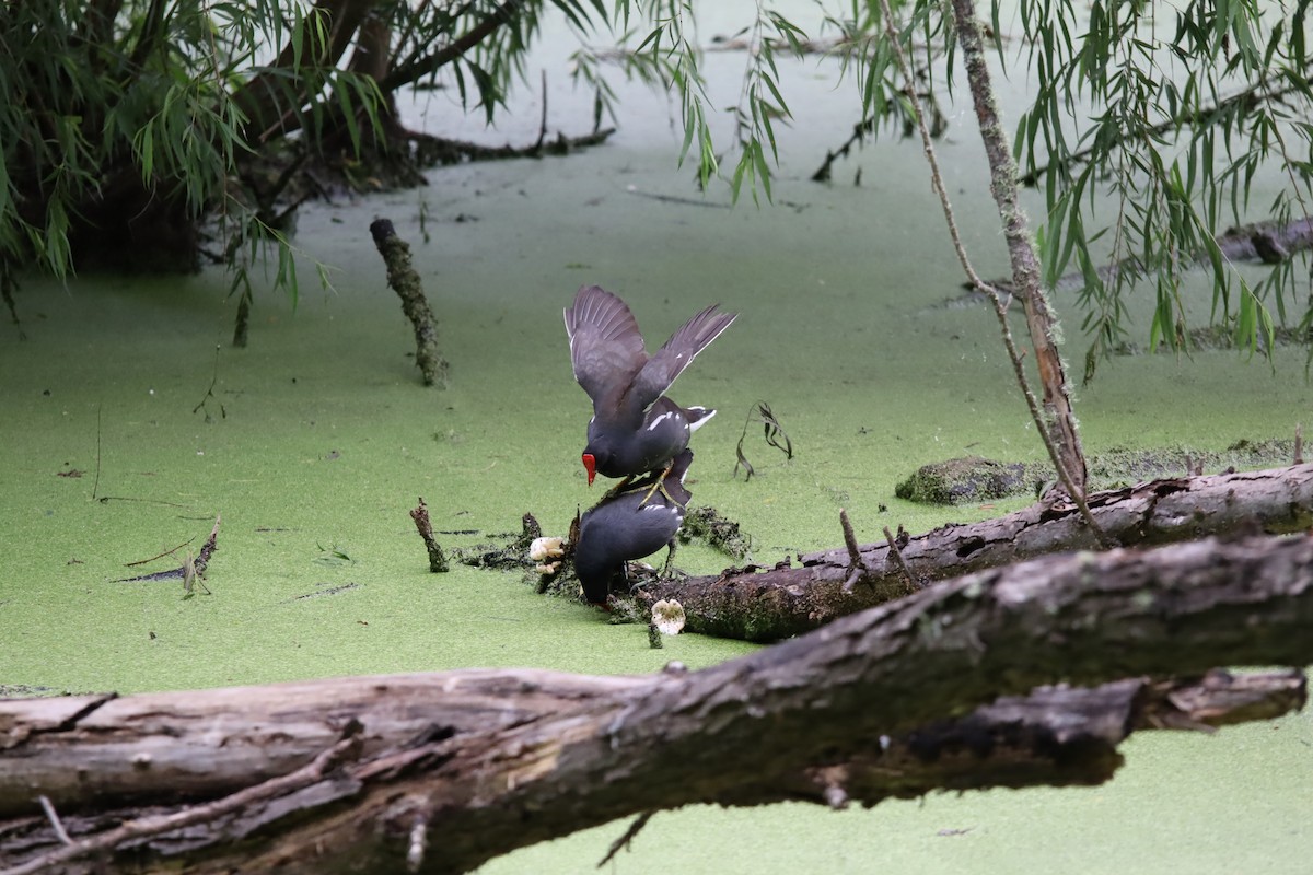 Gallinule d'Amérique - ML617760651