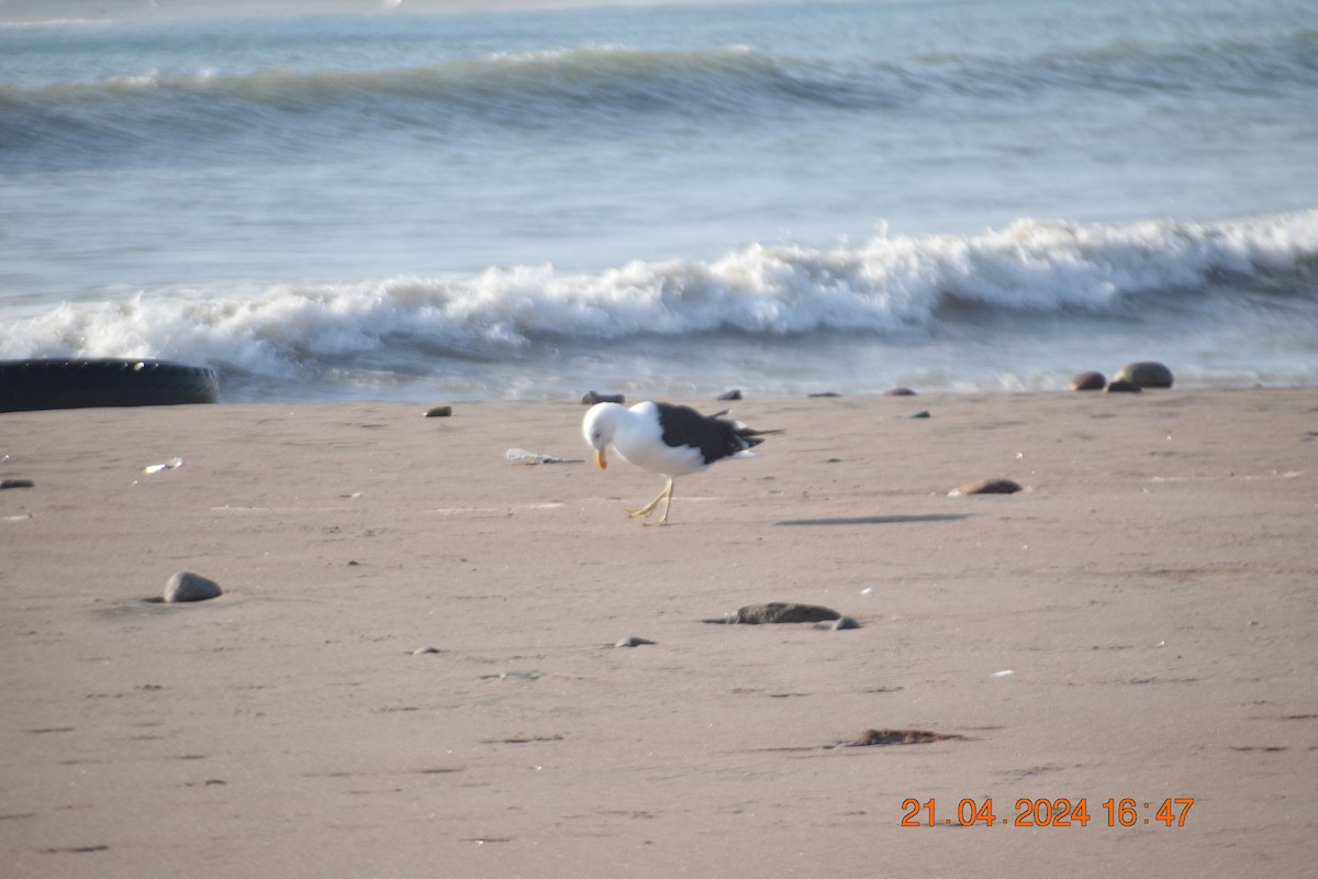 Kelp Gull - ML617760712