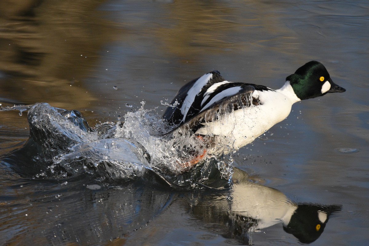 Common Goldeneye - ML617760715