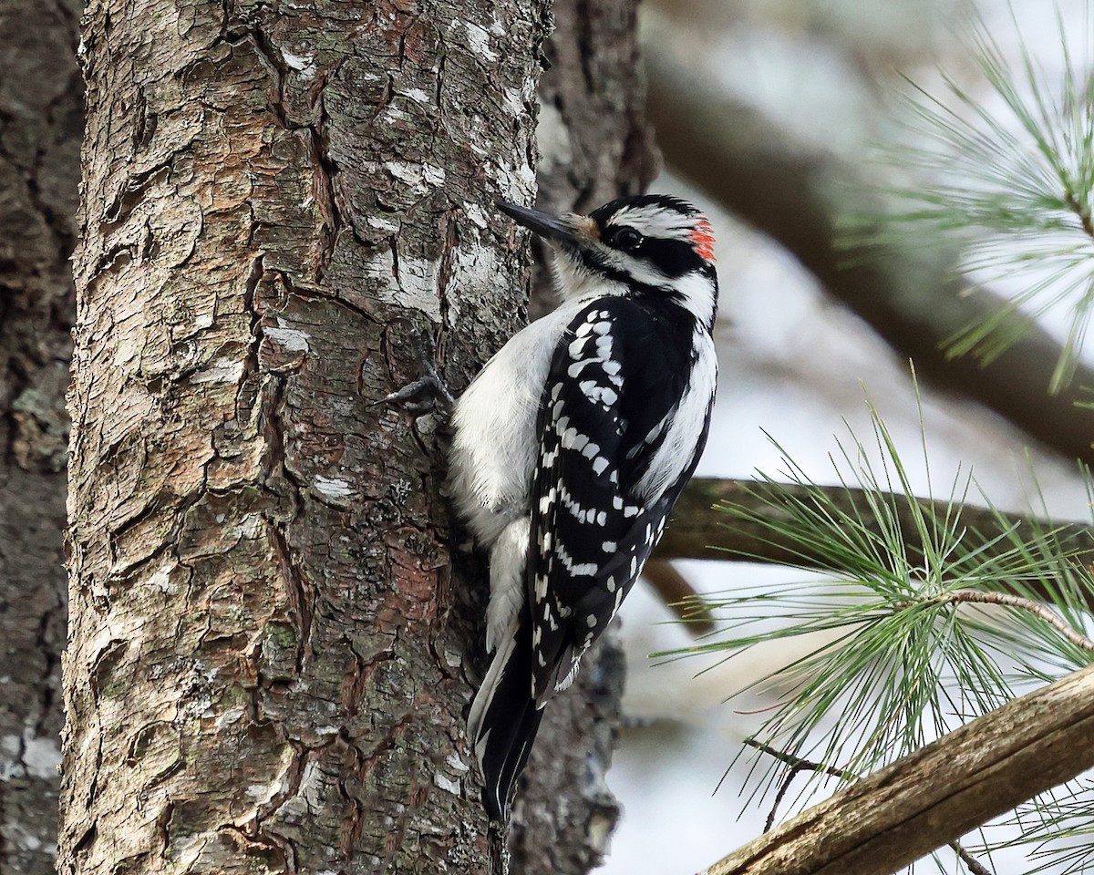 Hairy Woodpecker - ML617760734