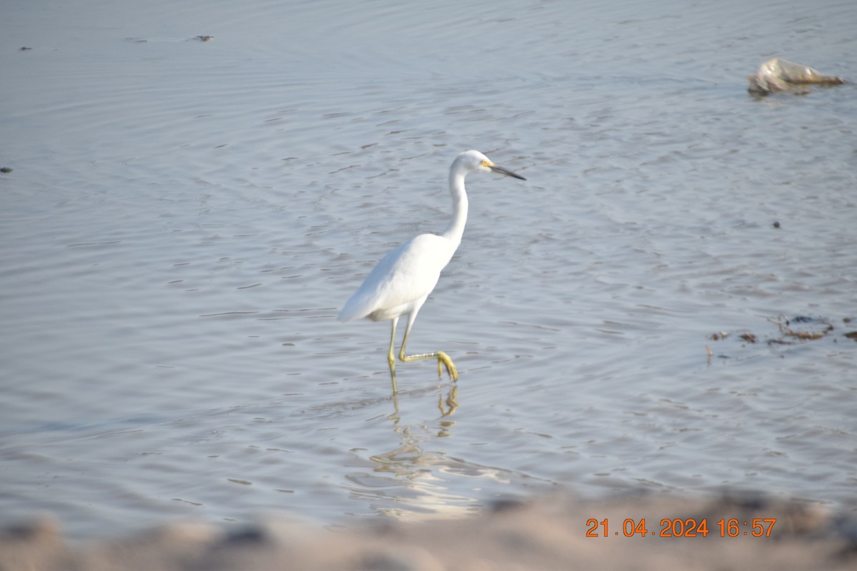 Snowy Egret - ML617760743