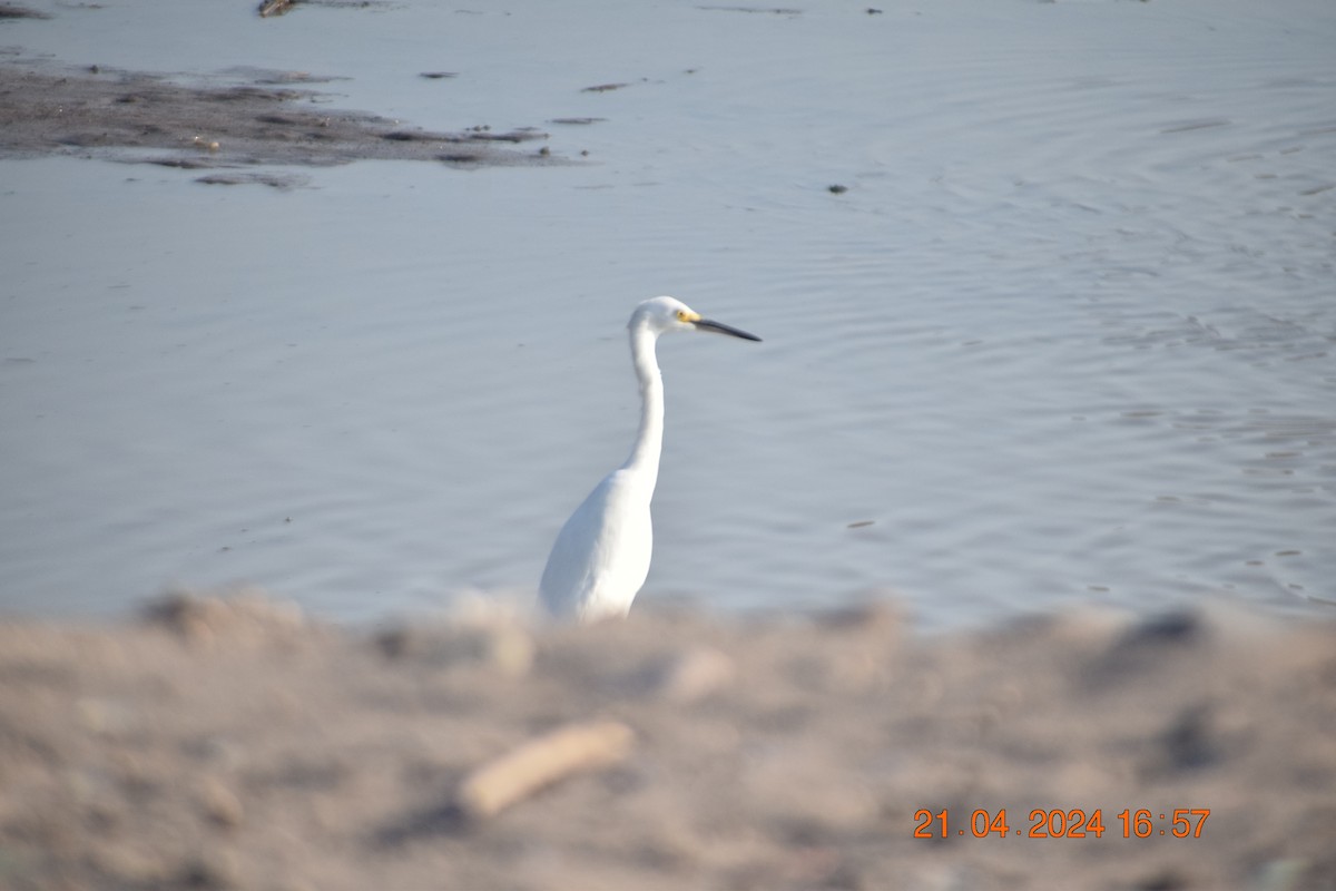 Snowy Egret - ML617760744