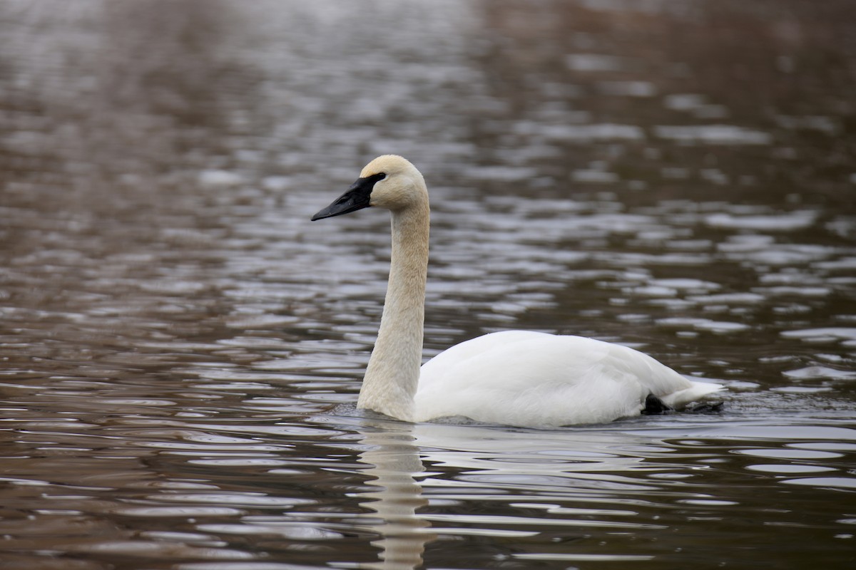 Trumpeter Swan - Jack Kew