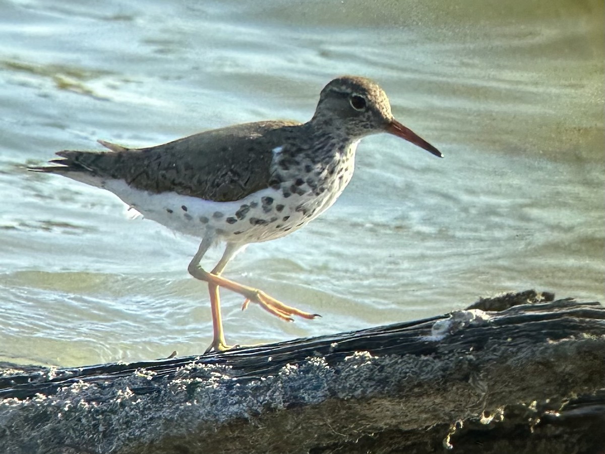 Chevalier grivelé - ML617760866