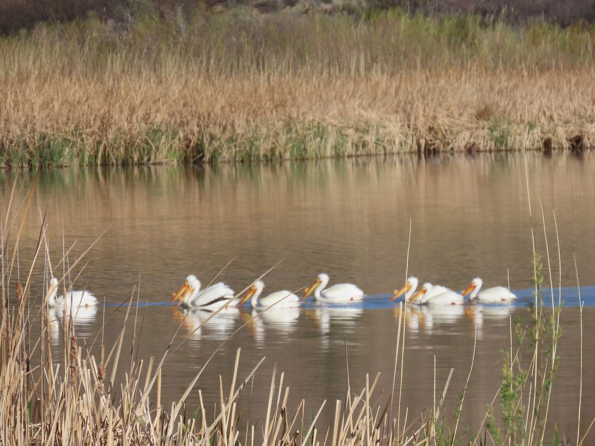 American White Pelican - ML617760876