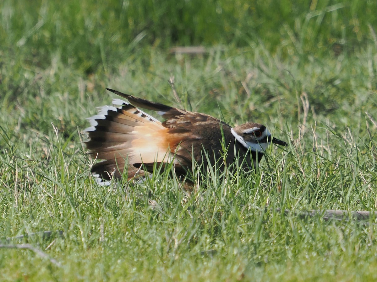 Killdeer - Jack Wickel