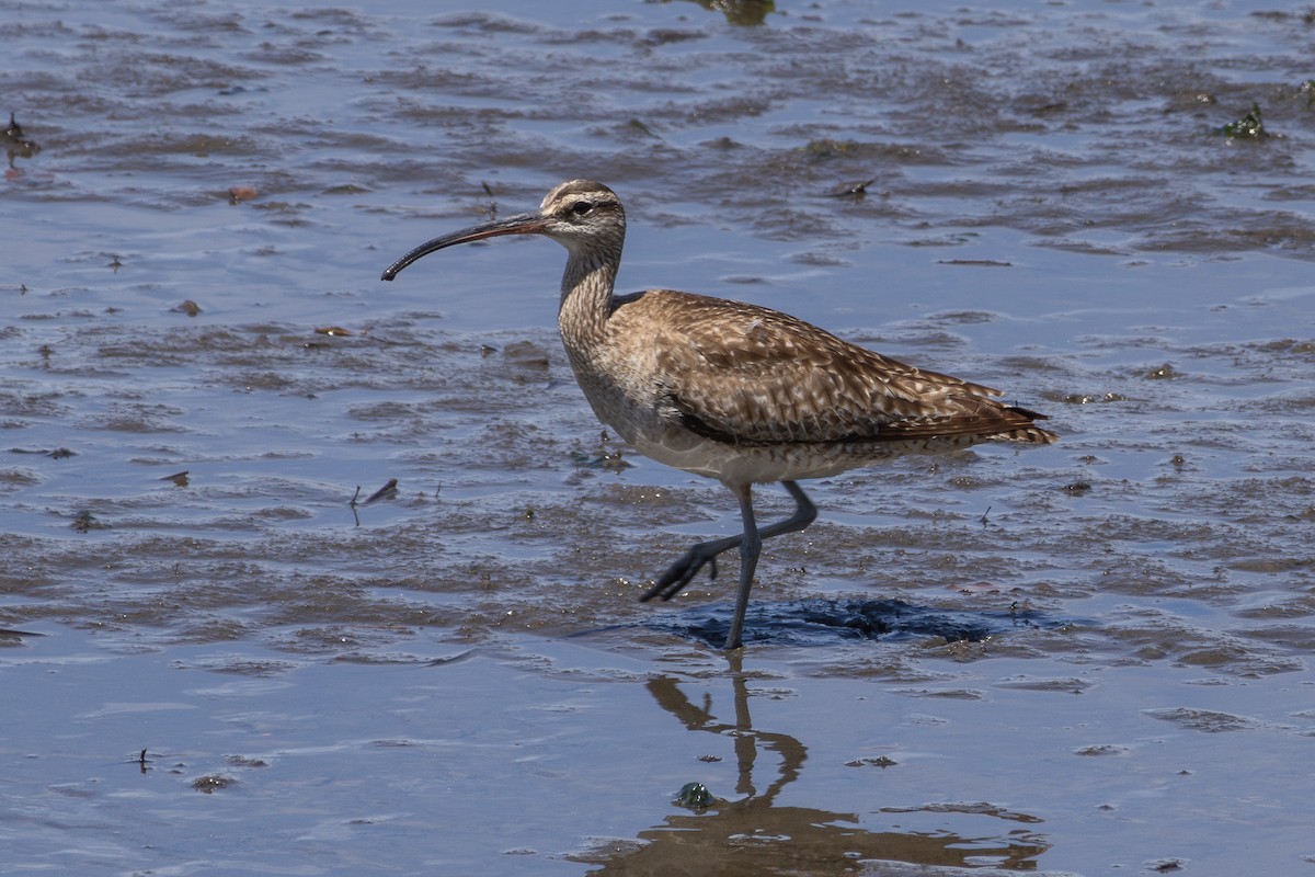 Whimbrel (Hudsonian) - ML617760986