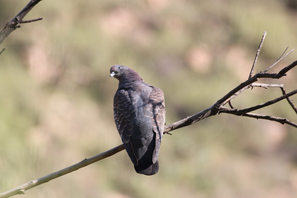 Spot-winged Pigeon - Pierina A. Bermejo