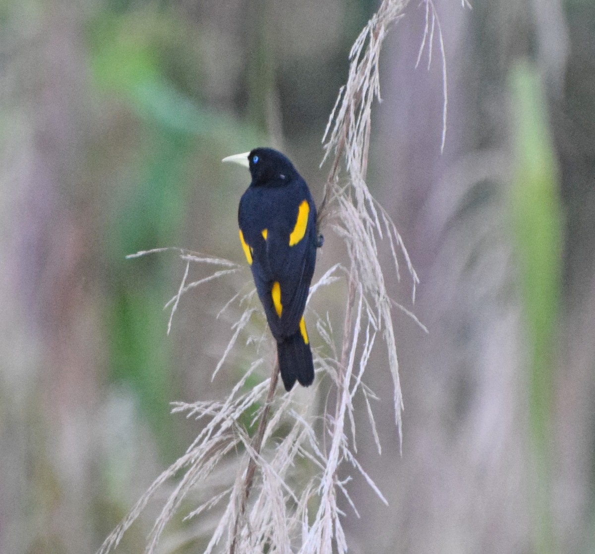 Yellow-rumped Cacique (Amazonian) - ML61776101