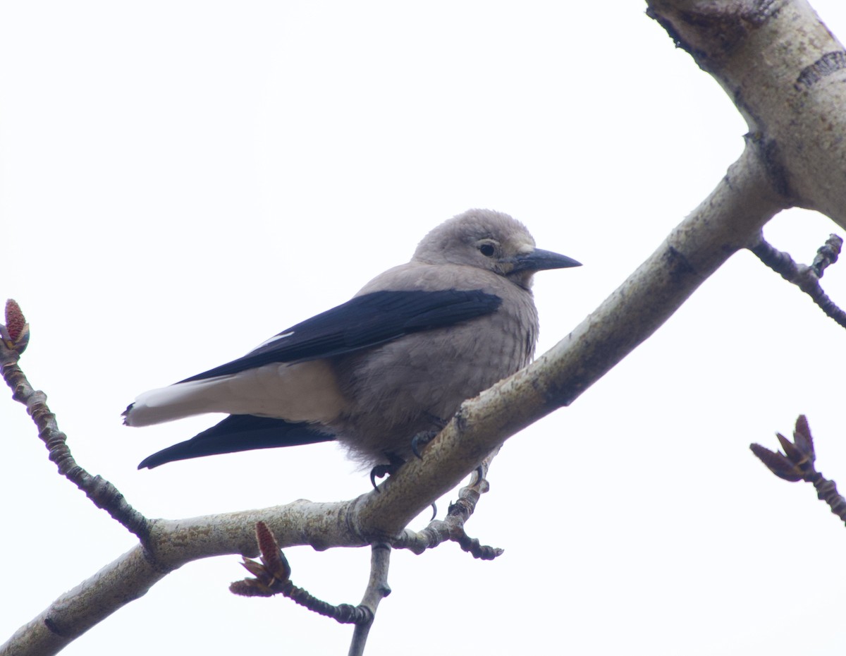 Clark's Nutcracker - ML617761040