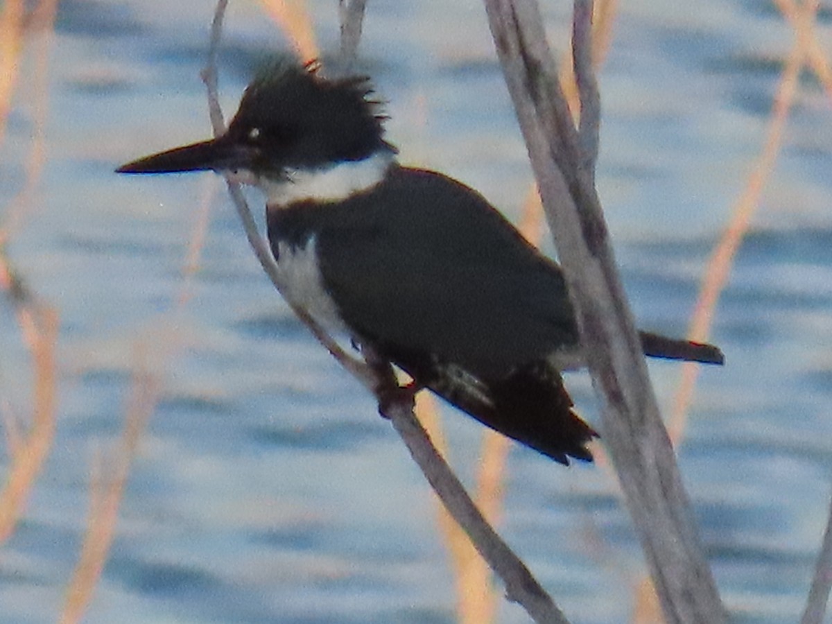Belted Kingfisher - ML617761042