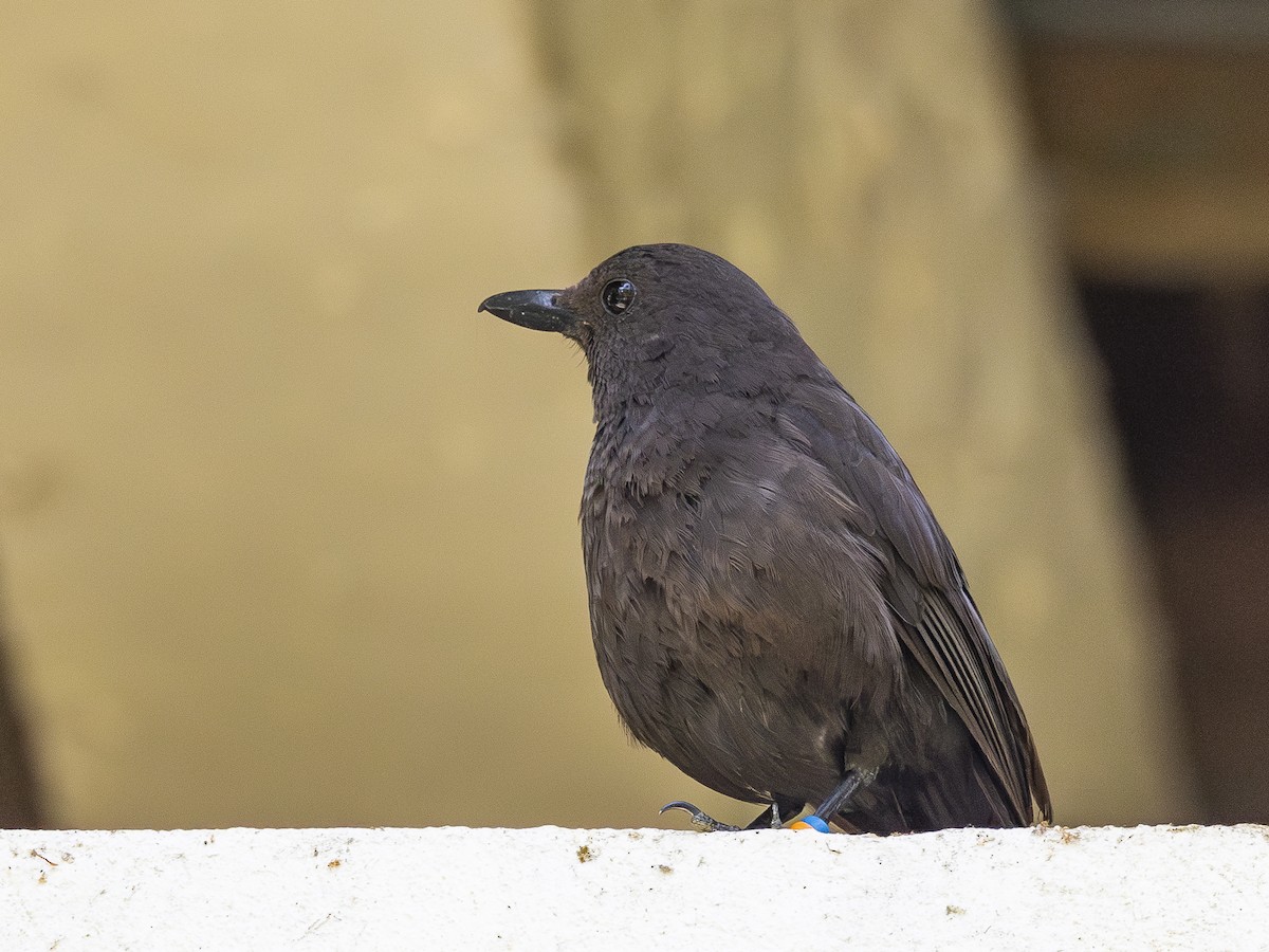 Bornean Whistling-Thrush - Charmain Ang