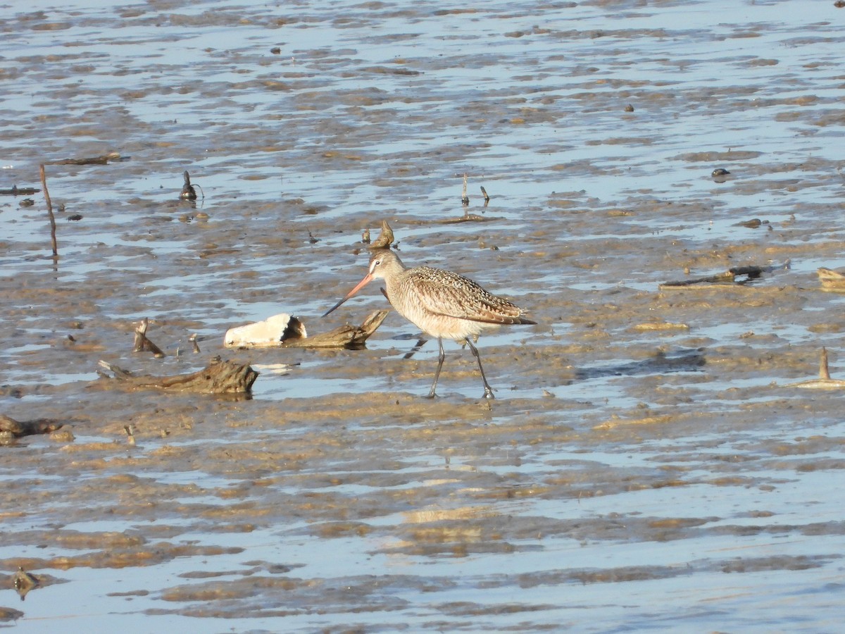 Marbled Godwit - Lori Shuler