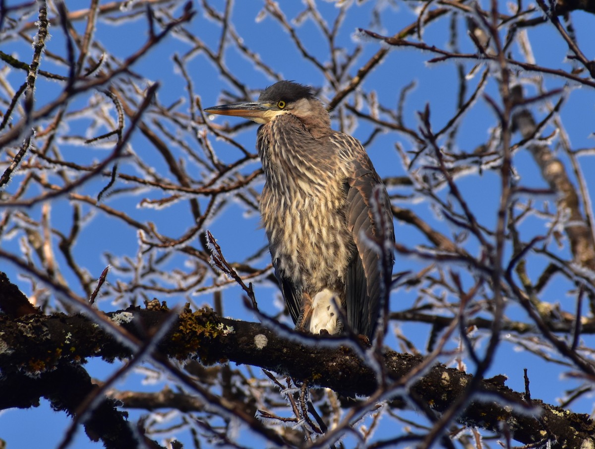 Great Blue Heron - L. Lamm