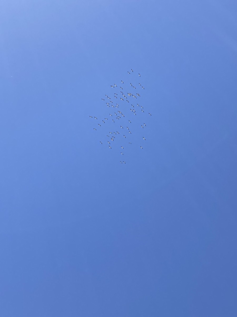 American White Pelican - ML617761096