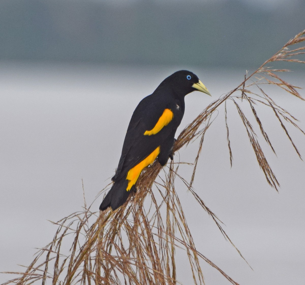 Yellow-rumped Cacique (Amazonian) - ML61776111