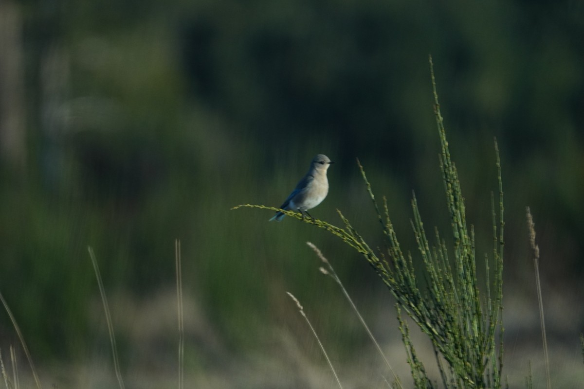 Mountain Bluebird - ML617761123