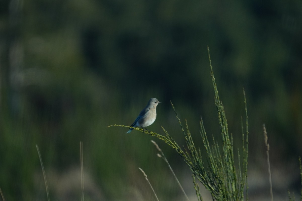 Mountain Bluebird - ML617761124