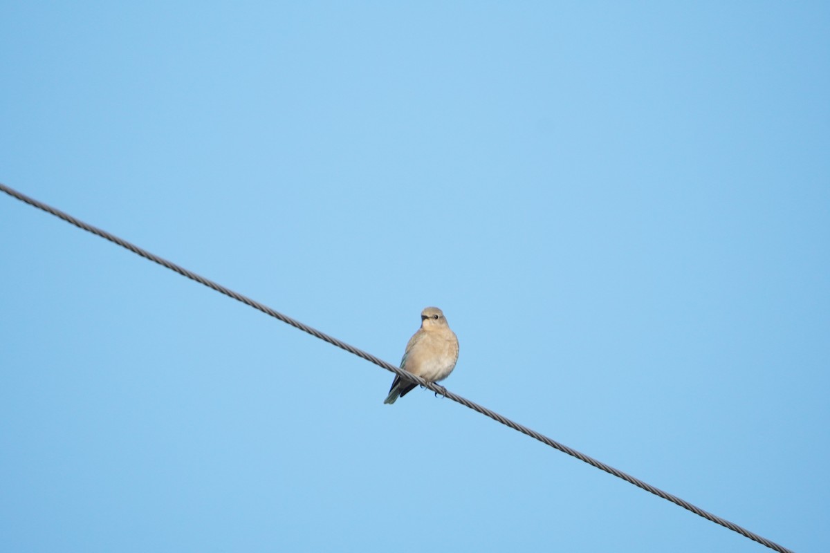 Mountain Bluebird - ML617761125