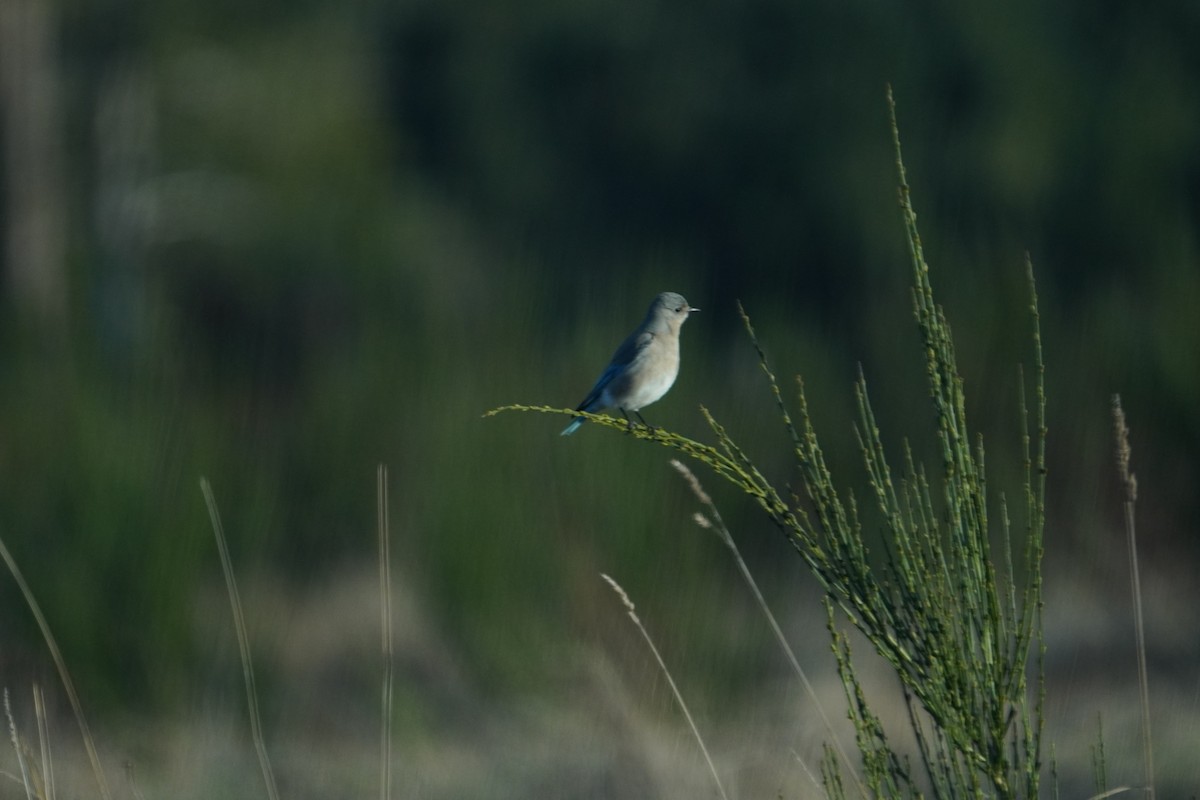 Mountain Bluebird - ML617761126