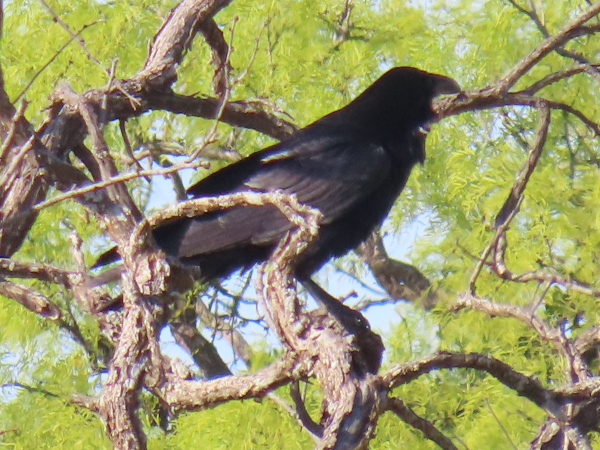 Common Raven - ML617761129