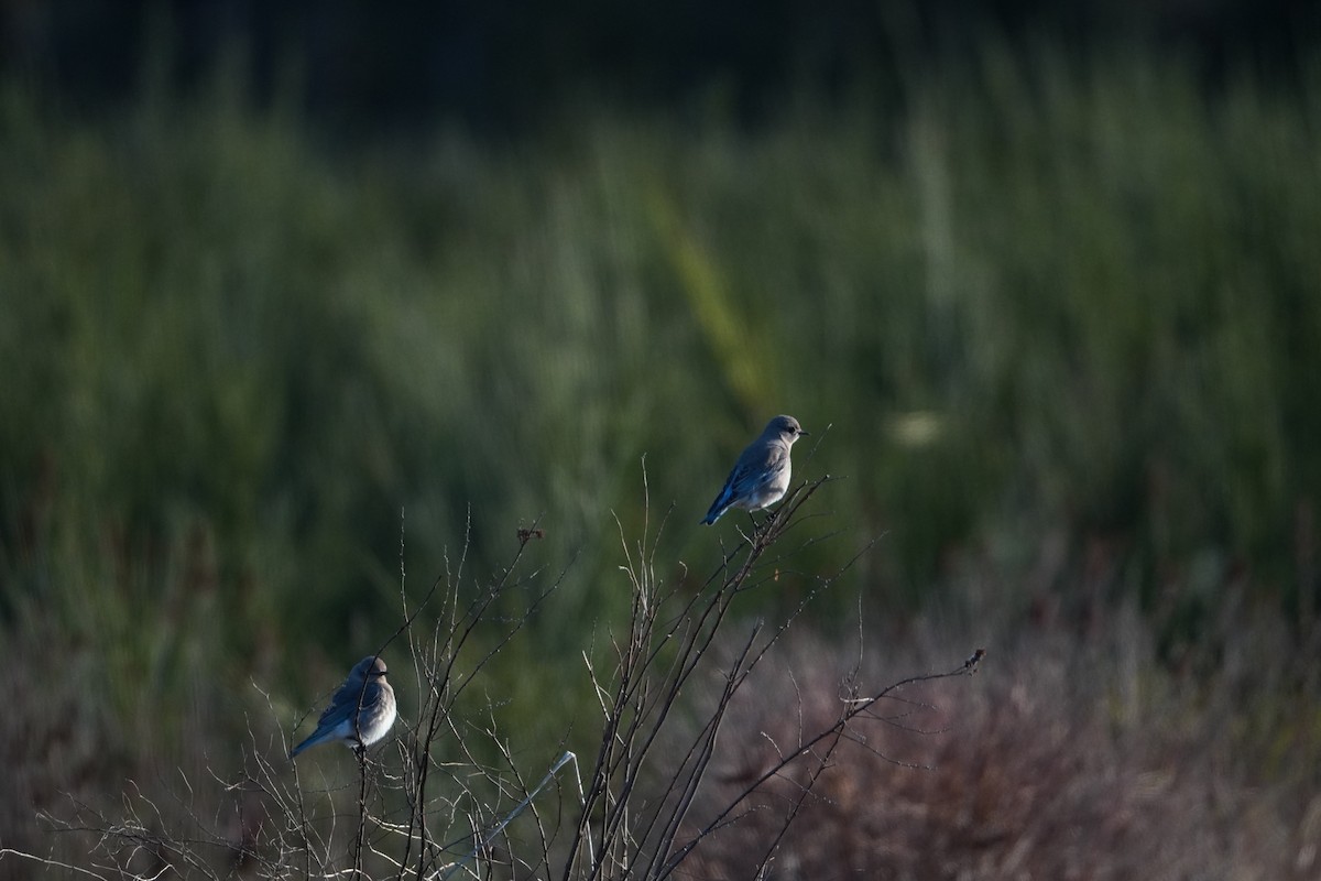 Mountain Bluebird - ML617761136