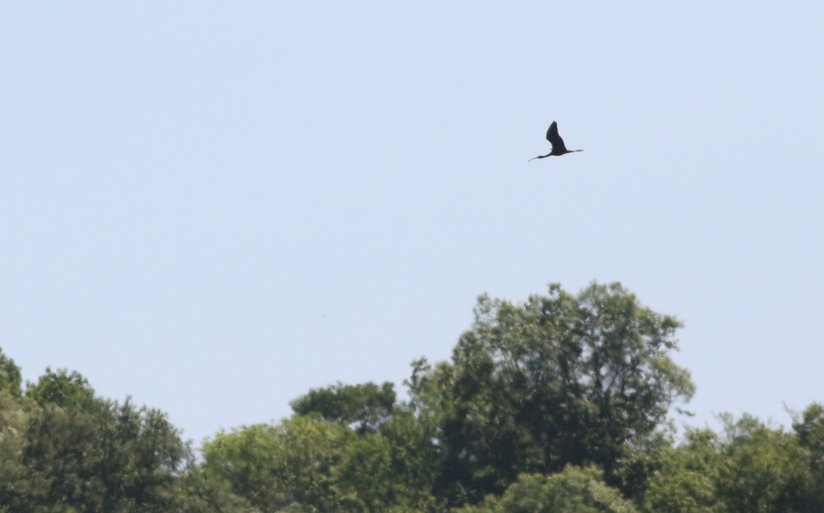 Glossy/White-faced Ibis - ML617761177