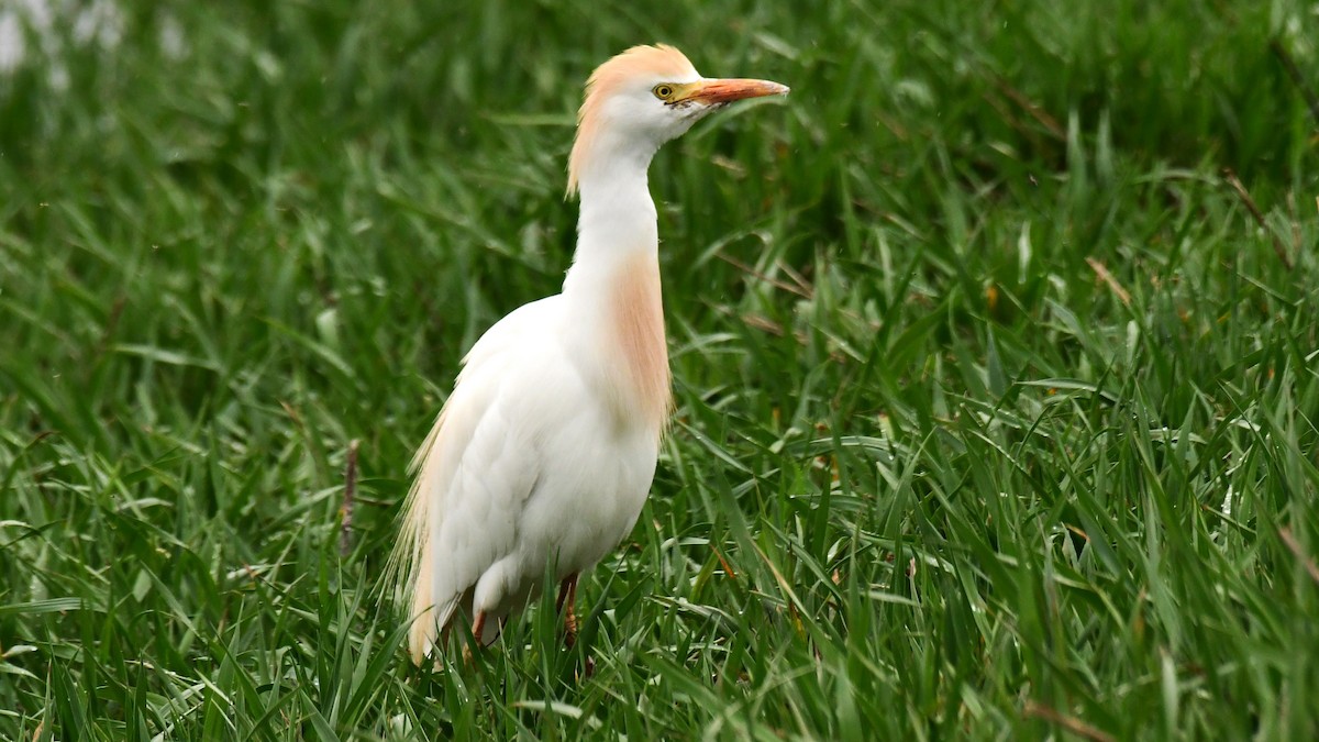 Western Cattle Egret - ML617761234