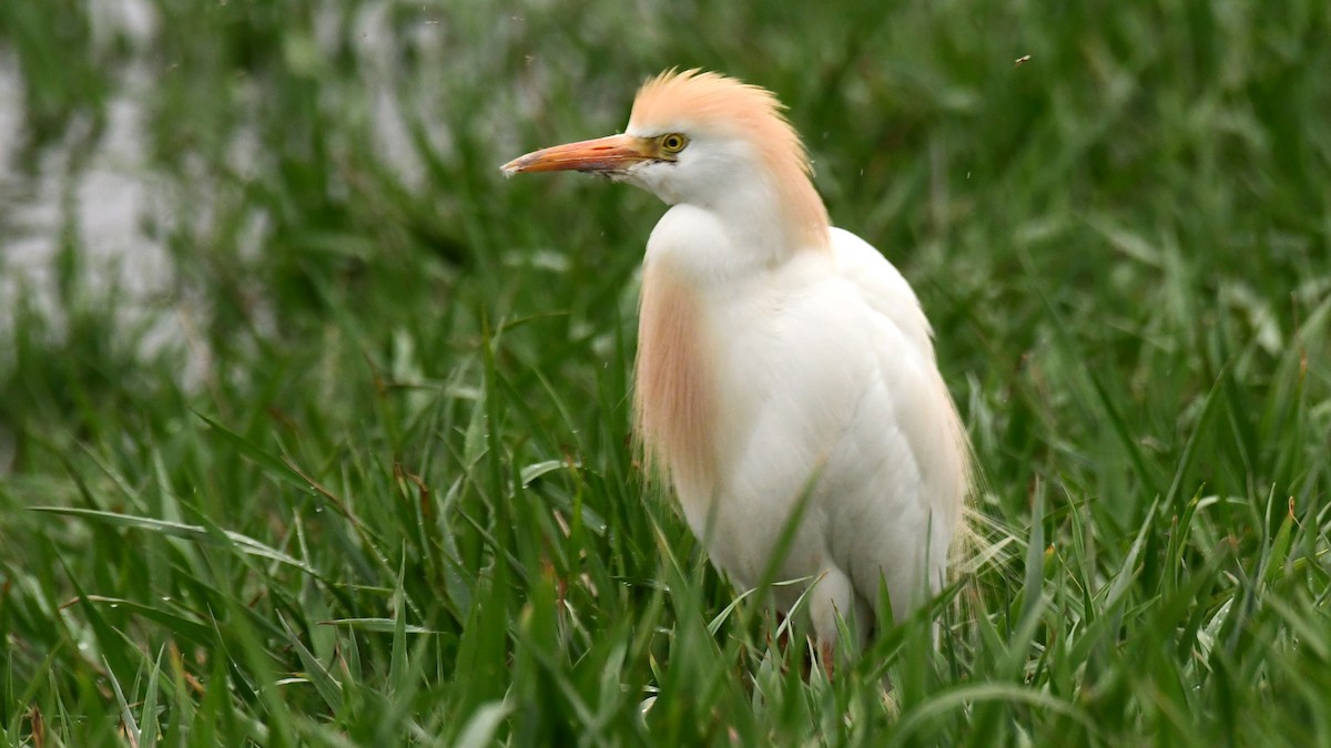 ニシアマサギ - ML617761242