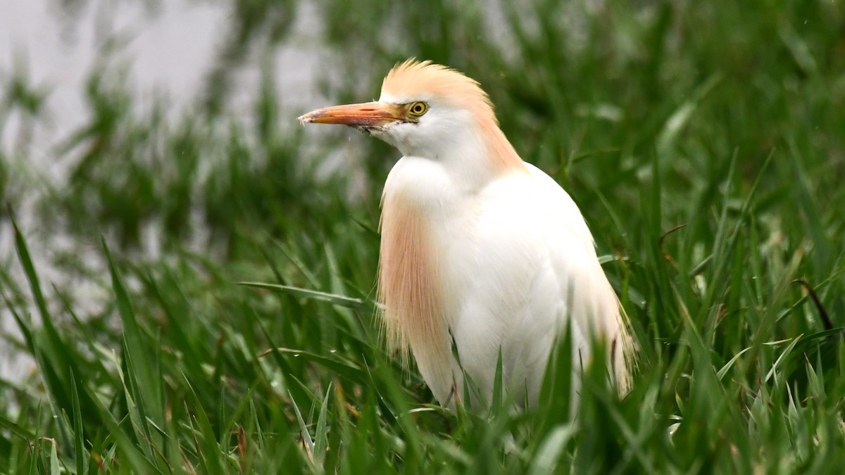 Western Cattle Egret - ML617761247