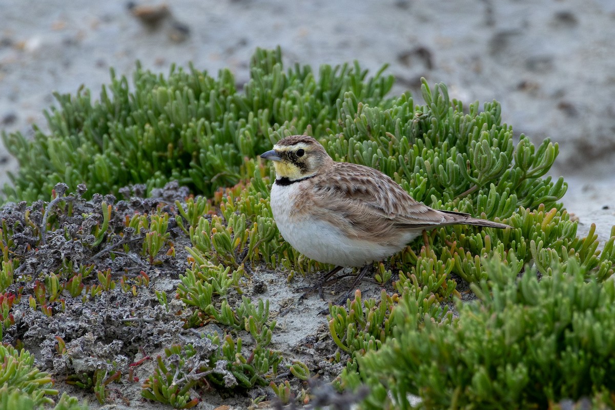 Horned Lark - ML617761286