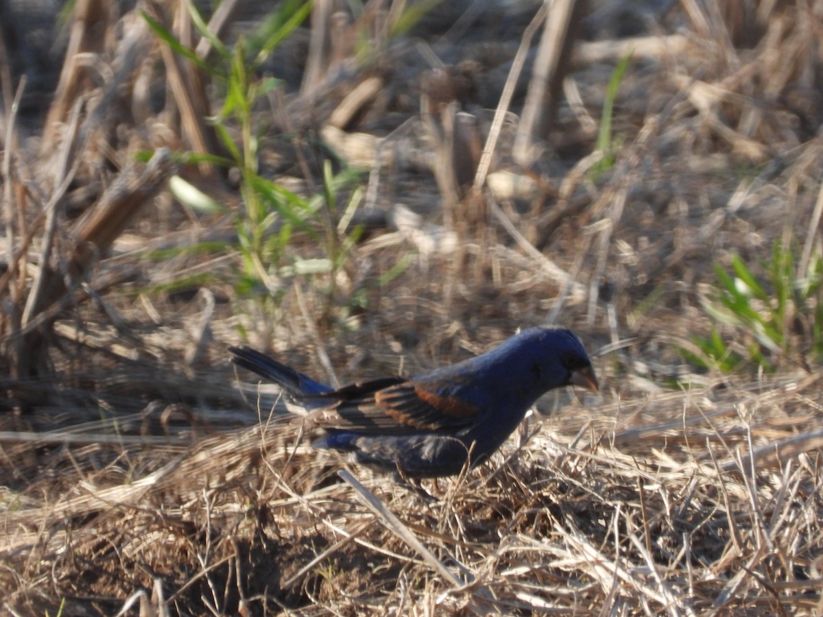 Blue Grosbeak - ML617761290