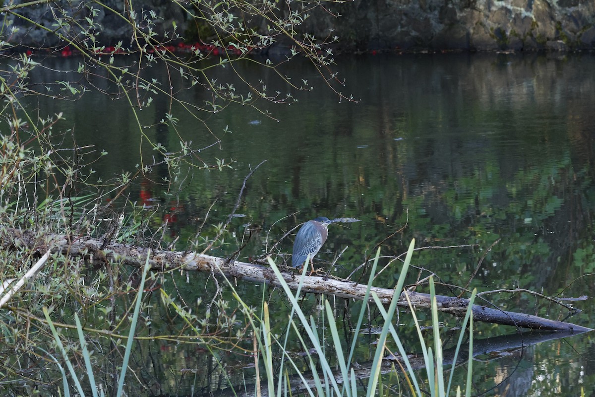 Green Heron - ML617761315