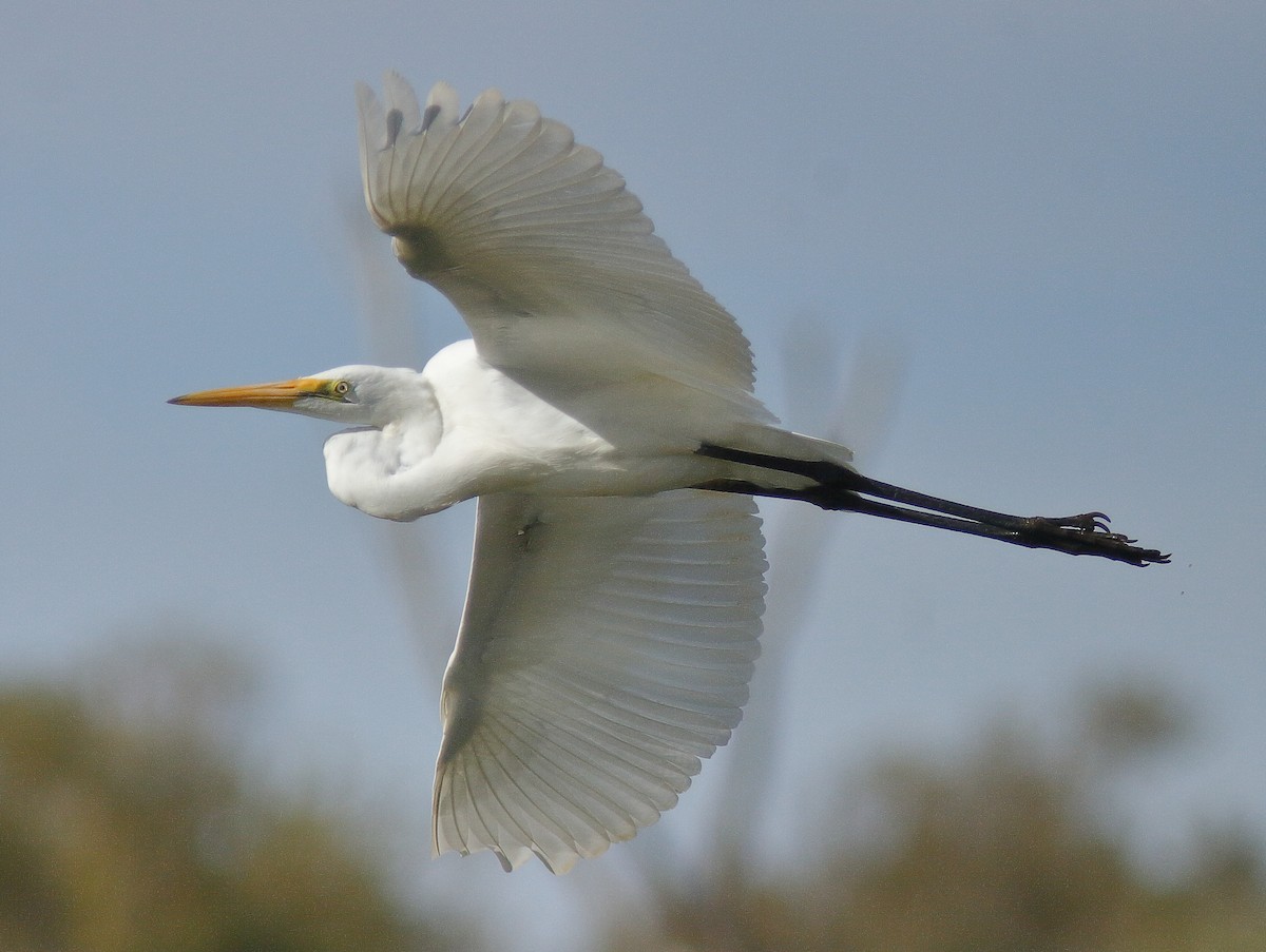 Great Egret (modesta) - ML617761379