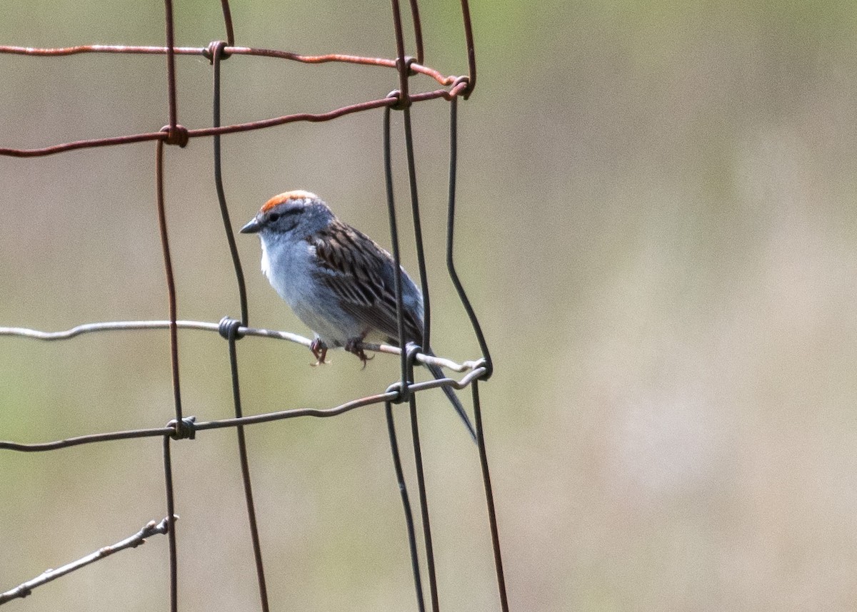 Chipping Sparrow - ML617761397