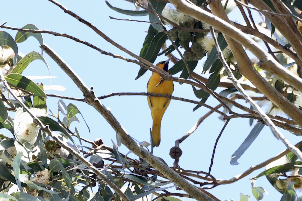 Oriole de Bullock - ML617761401