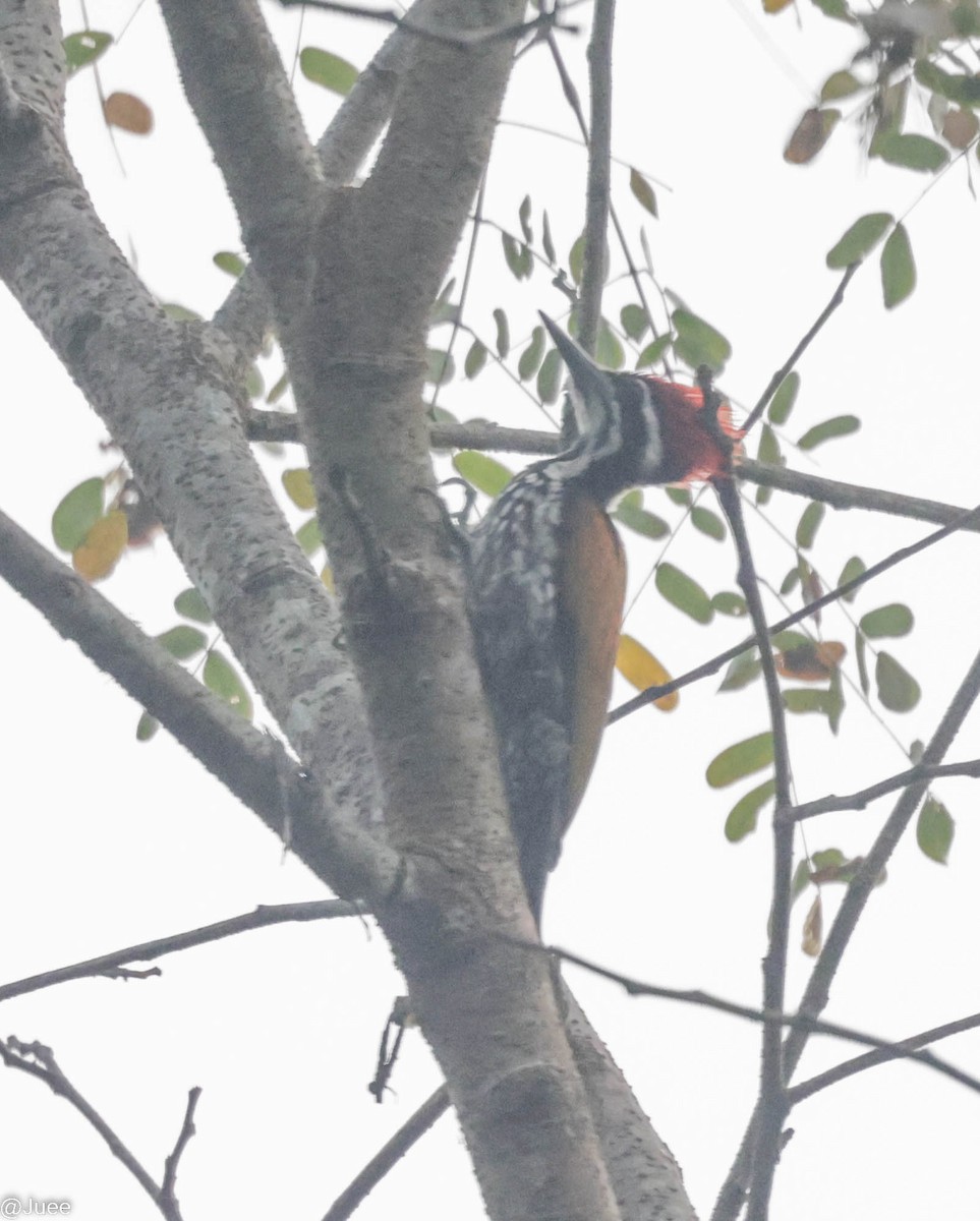 Greater Flameback - juee khopkar