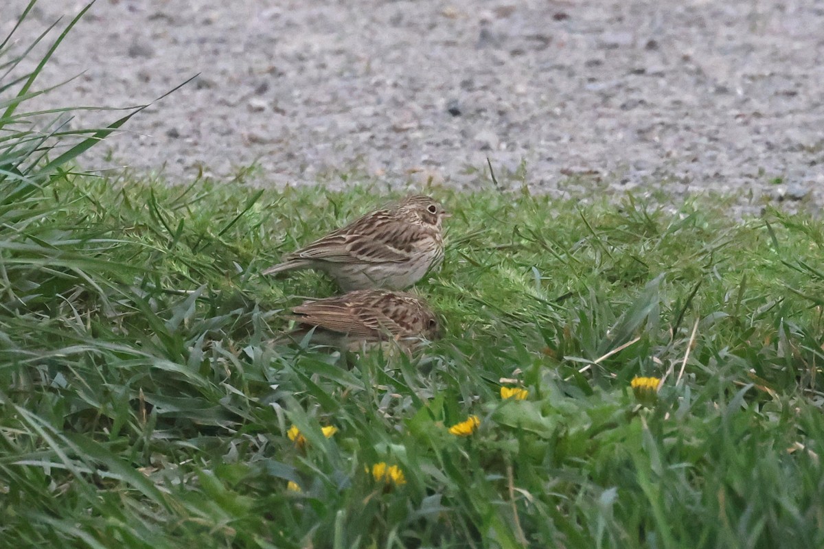 Vesper Sparrow - ML617761414