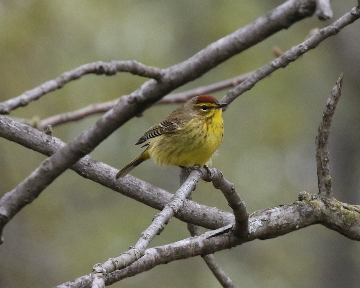 Palm Warbler (Yellow) - Andrew Vallely