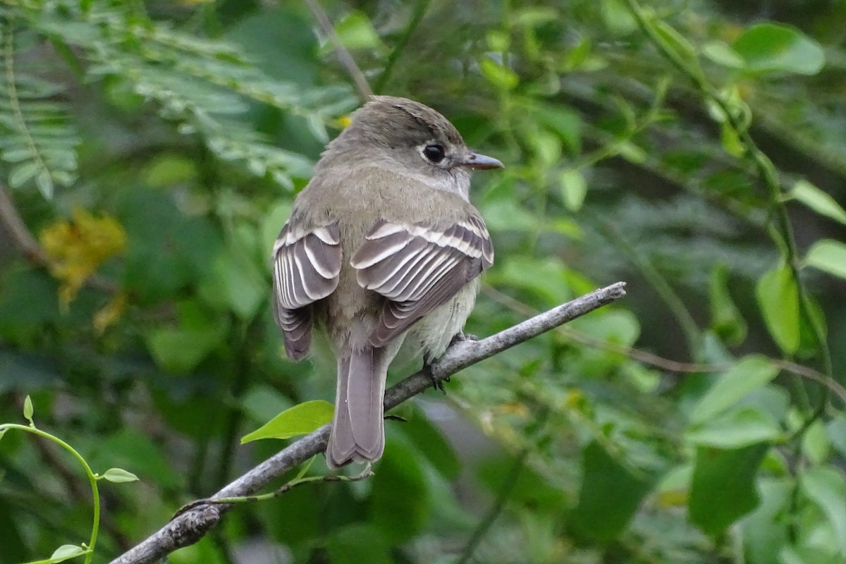 Least Flycatcher - ML617761464