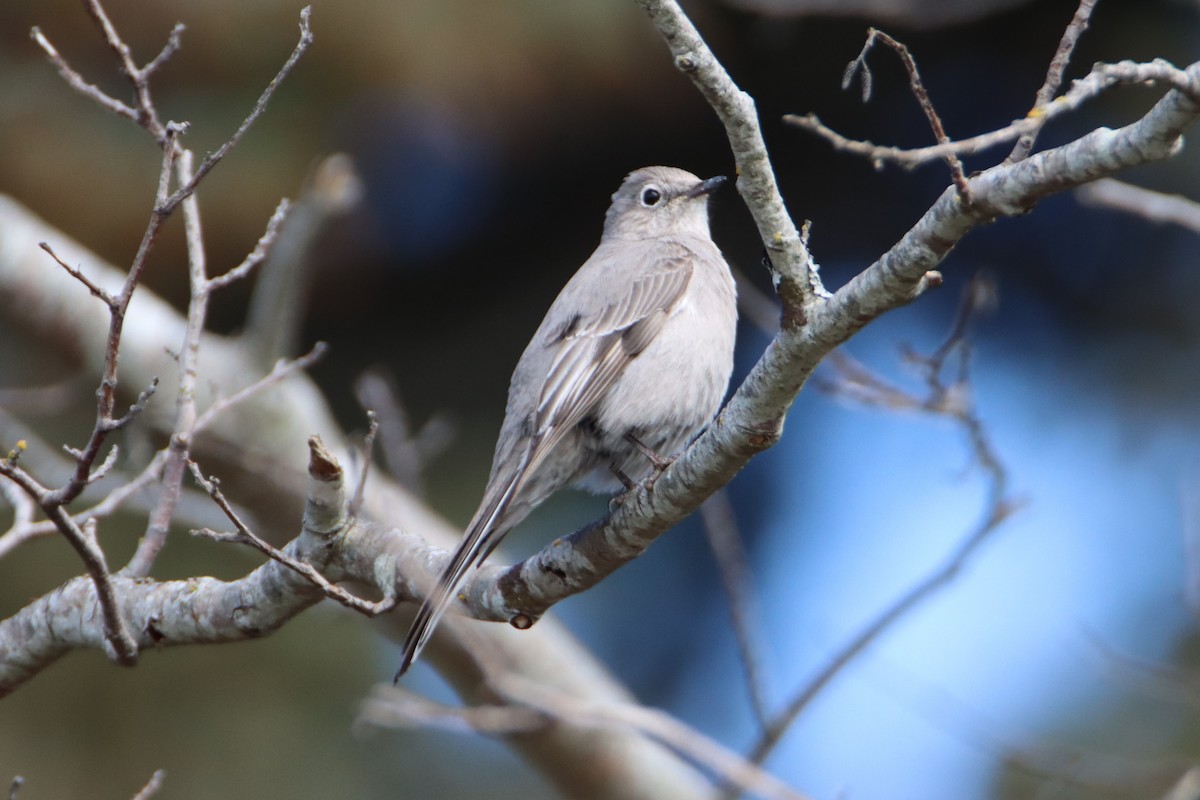 Townsend's Solitaire - Daniel Donnecke