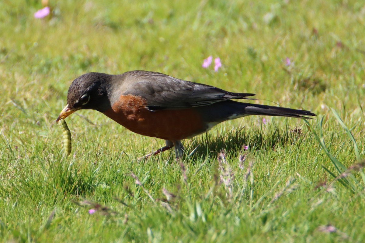 American Robin - Daniel Donnecke