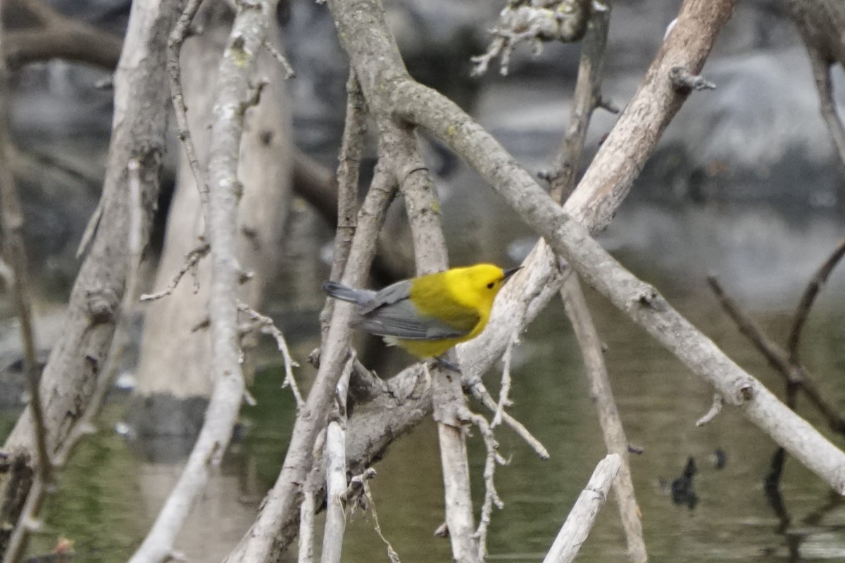 Prothonotary Warbler - ML617761506