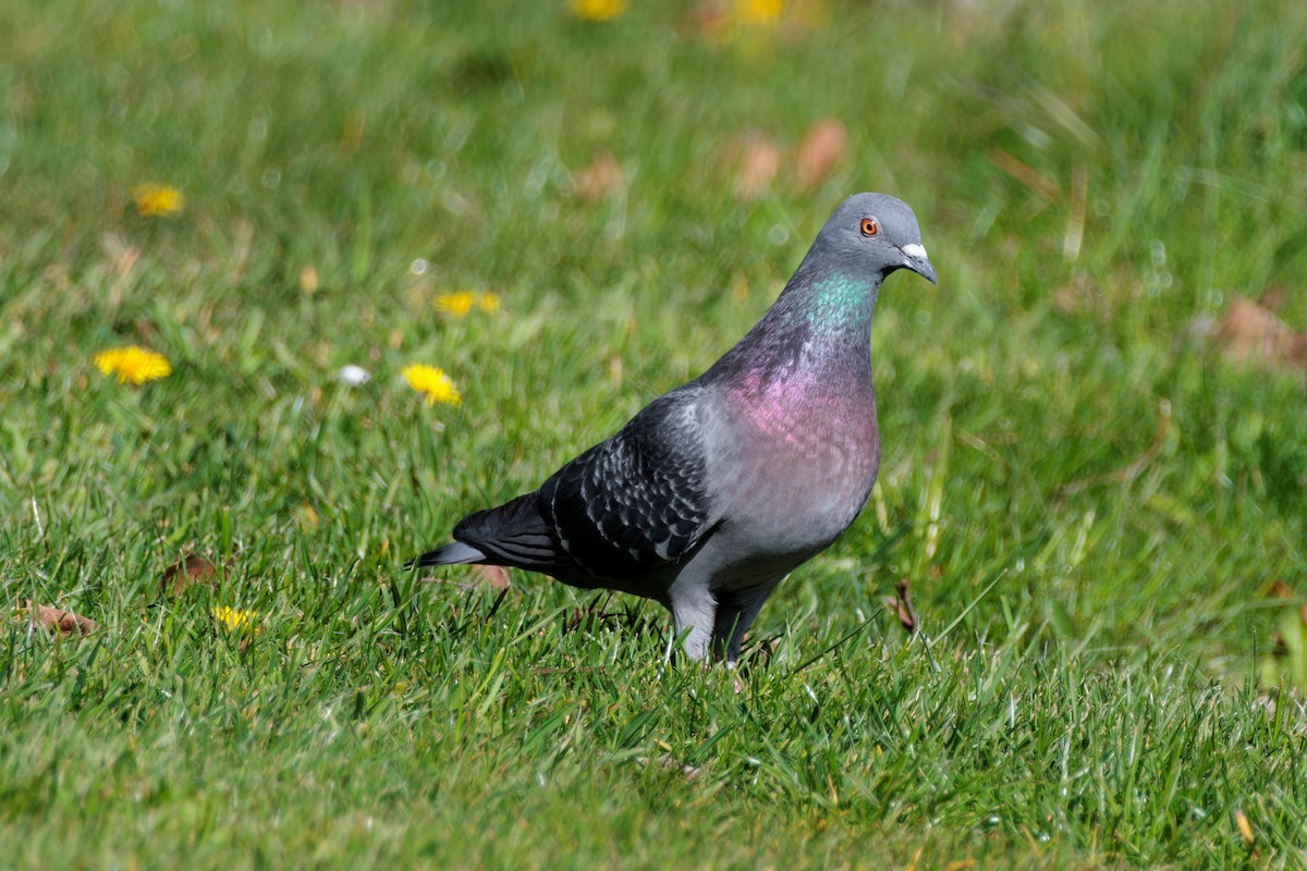 Rock Pigeon (Feral Pigeon) - ML617761508