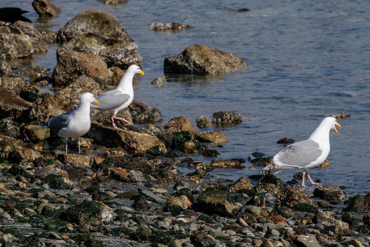 Glaucous-winged Gull - ML617761513