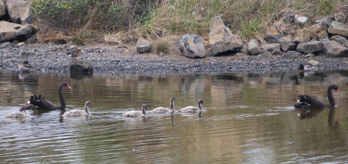 Black Swan - ML617761521