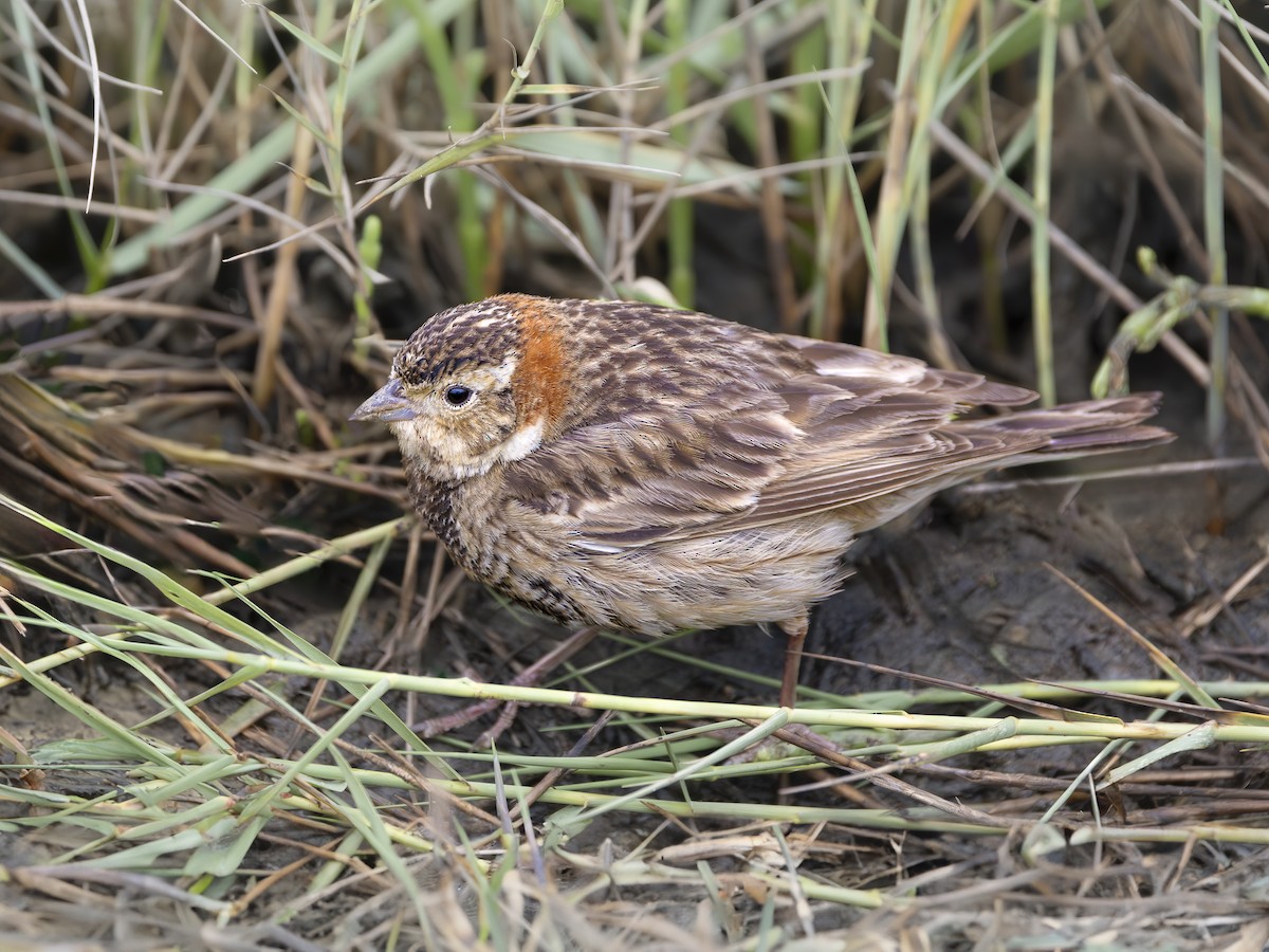 Chestnut-collared Longspur - ML617761538